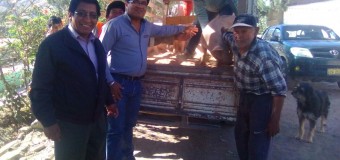 MUNICIPALIDAD DISTRITAL DE TORATA, VÌA PROCOMPITE ENTREGÒ PORCINOS EN EL COMUN– TUMILACA