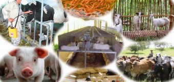 PRODUCTORES PECUARIOS SERÁN CAPACITADOS EN “PREVENCIÓN Y CONTROL DE ENFERMEDADES PARASITARIAS”