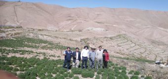 MUNICIPALIDAD DE TORATA PROMUEVE LA EXPORTACIÓN DE ORÉGANO CON PRODUCTORES DE SAN JUAN SAN JUNE