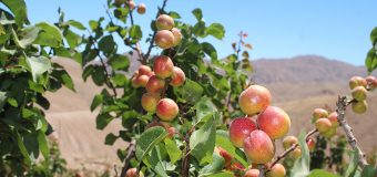 ESTE 17 DE NOVIEMBRE TODOS NOS VEMOS EN TORATA PARA DISFRUTAR DEL XIX FESTIVAL DEL DAMASCO TORATA 2019