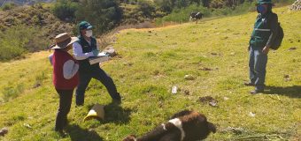 PERSONAL DE SENASA REALIZA INSPECCIÓN DE GANADO ENFERMO ANTE EL LLAMADO DEL ALCALDE DE TORATA